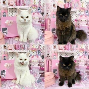 Meet your Posher, Anastasia